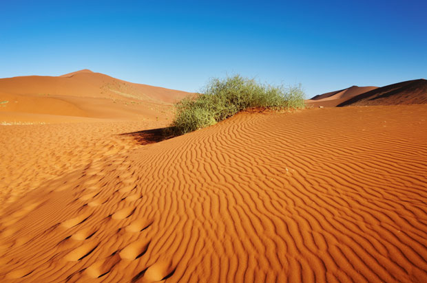 МИСТЕРИЈА ПУСТИЊЕ У НАМИБИЈИ: Круговима смрти нико не сме да се приближи