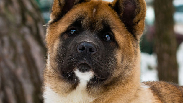 УЗНЕМИРУЈУЋЕ ФОТОГРАФИЈЕ: Стравичан напад пса на деветогодишњег дечака