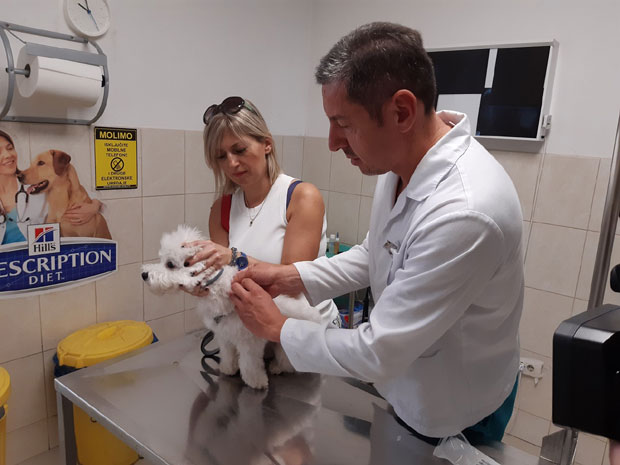 Почело чиповање паса