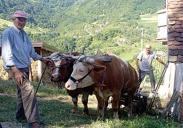 Пар волова бољи од сваког трактора