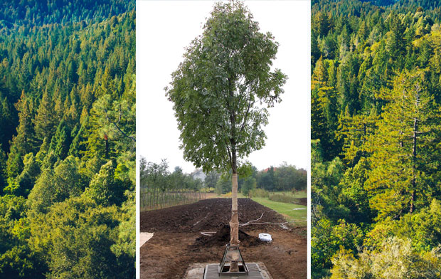 Засадите дрво на „клик“