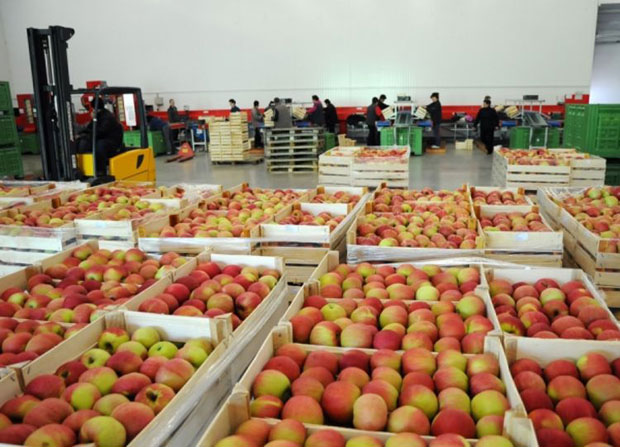 ВОЋАРЕ БРИНЕ ШТО НЕМА ДОВОЉНО БЕРАЧА: Род воћа у многим воћњацима изнад просека, па ће бити и за извоз