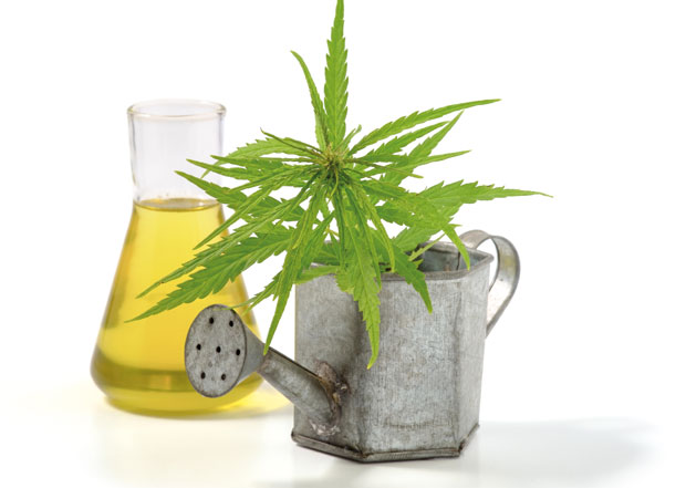 Полиција их ухватила док су заливали марихуану