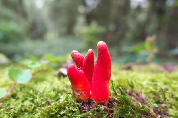 Једна од најотровнијих гљива пронађена у Аустралији, хиљадама километара од станишта