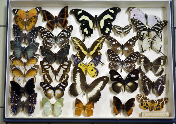 Београђани, пред вама је највећи ноћни лептир Европе: Има распон крила 15 центиметара и може да нањуши женку на неколико километара