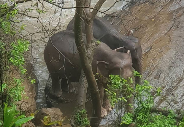 НОВИ БИЛАНС НЕСРЕЋЕ: 11 слонова настрадало спасавајући младунче (ВИДЕО)