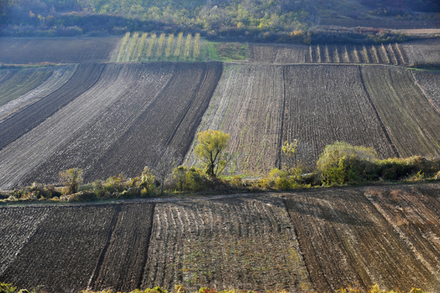 Малверзацијама са закупом државног земљишта стало се на пут, али се сад јављају нове преваре: Поједини пољопривредници у Војводини пашњаке претварају у обрадиве површине