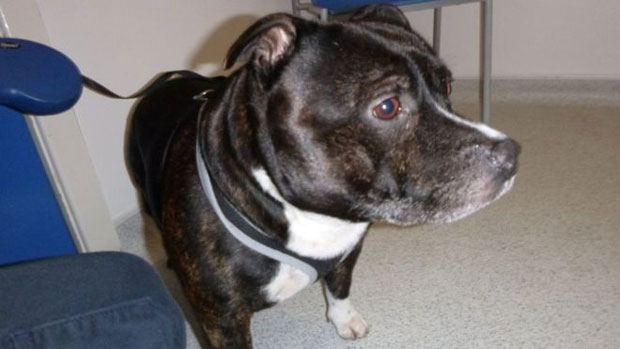 Крај седмогодишње безусловне љубави: Напуштени стафорд Крекер у потрази за новим домом