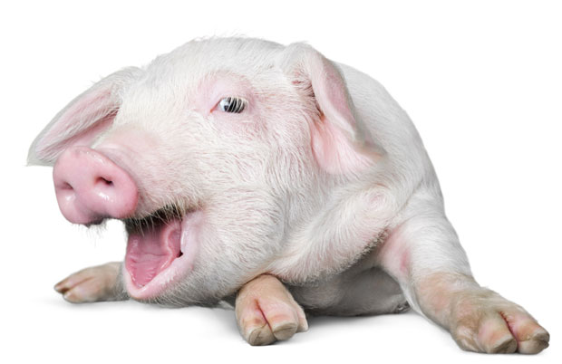 Ставио прасе за Божић у гепек, оно му направило хаос: Прегризло црева за плин, зауставили саобраћај