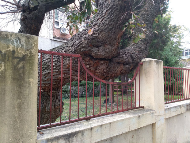 Несвакидашња брига о дрвету: Прилагодили ограду, да не би посекли дуд