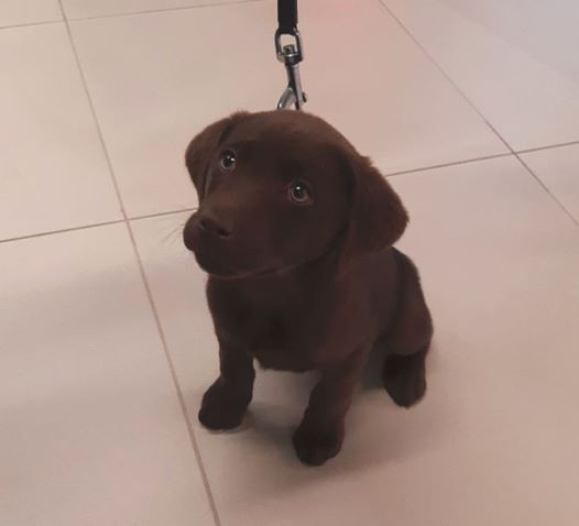 “Ново обезбеђење”: Погледајте најмлађег службеника на београдском аеродрому (ФОТО)