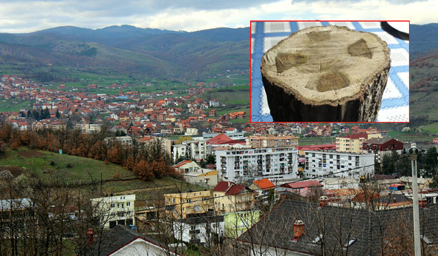 Крст у дрвету враћа веру: Мистериозна појава код Косовске Каменице