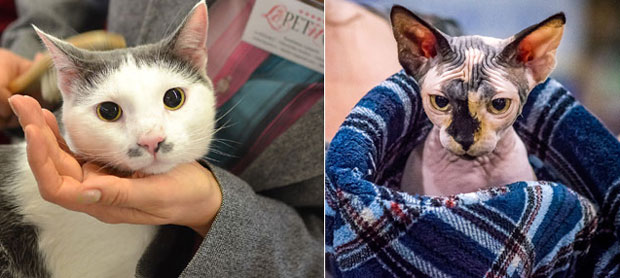 Мачке опет у центру пажње: Новогодишњи мачкенбал на Мрњау Фесту (ФОТО)