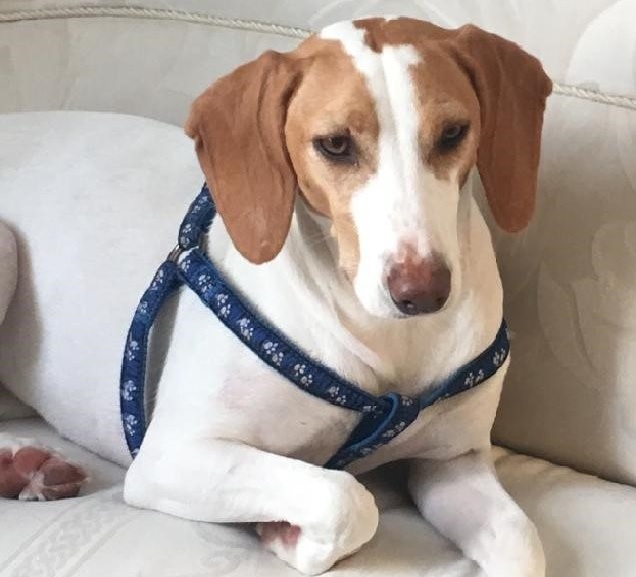 Нестао пас у Хајд парку, налазачу следи новчана награда