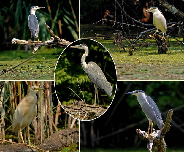 Почиње попис птица мочварица, лабудови у фокусу