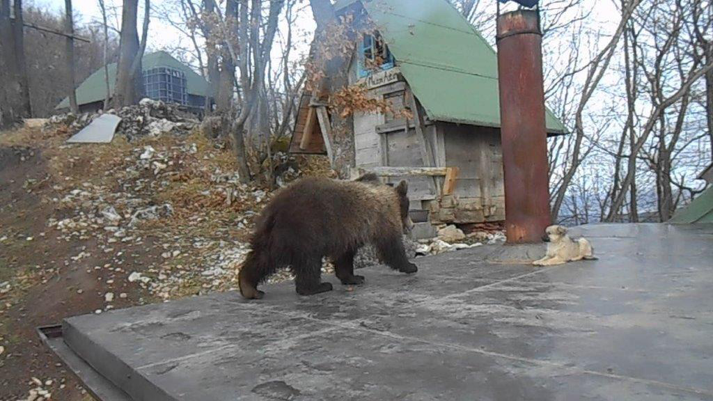 Маша зимује уз пећ: Новости поново у посети медведици на Озрену код Добоја (ФОТО)