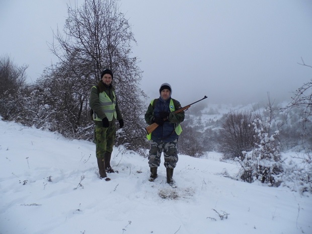 Зараза стигла из Бугарске: Афричка свињска куга се вратила у Србију
