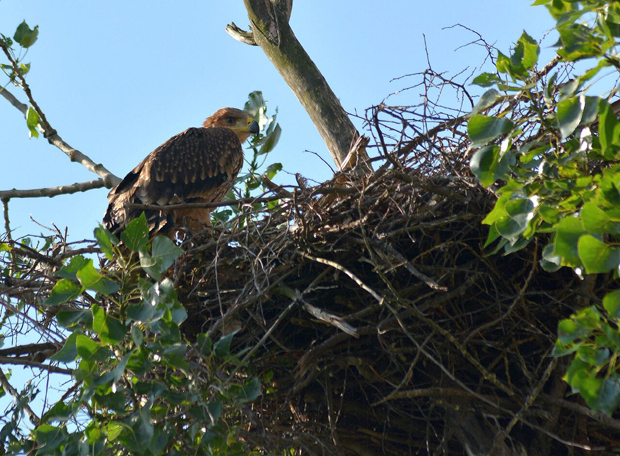 САРАДЊА СРБИЈЕ И ИТАЛИЈЕ: Карабињери обучавали тужиоце, царинике и полицајце о угроженим дивљим врстама