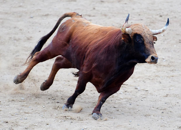 Преварио кољаче: Бик побегао из кланице, траже га полиција и ловци