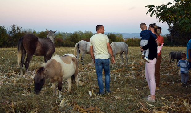 Вратила се из Немачке и ужива у хобију: Уместо цвећа, гаји коње и вози се у фијакеру