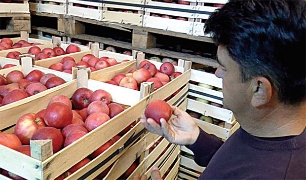 Због ниске откупне цене, не продају јабуку до пролећа