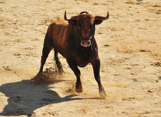 У потрагу за биком данас се укључује и дрон 