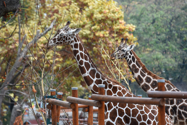 Породични и романтични пакети у Београдском зоолошком врту