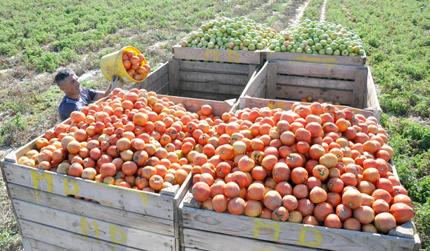 Лоша година за ратаре: Купцима скупо, произвођачи тврде да раде са губитком