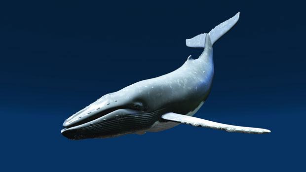 Зашто северноатлантски китови шапућу својим младунцима?