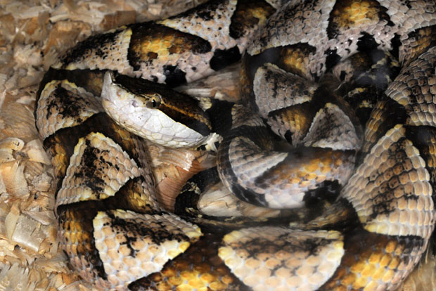 Одсекао себи прст због уједа змије, реакцију лекара памтиће до краја живота