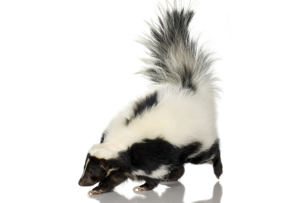 “Камуфлажни” твор пао на полицајце док су тражили дрогу, Бањалучанима ипак укинута пресуда