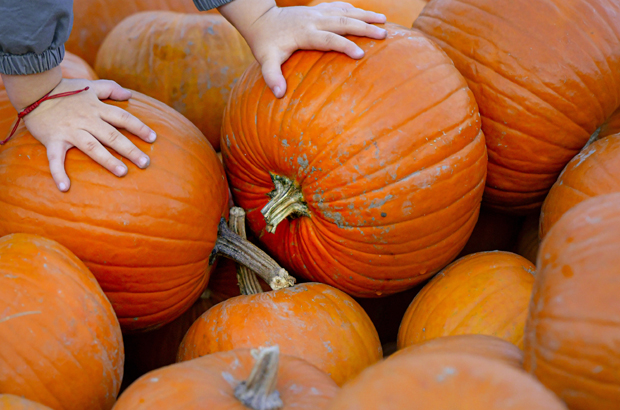 Британац узгојио огромну бундеву тешку 84 килограма
