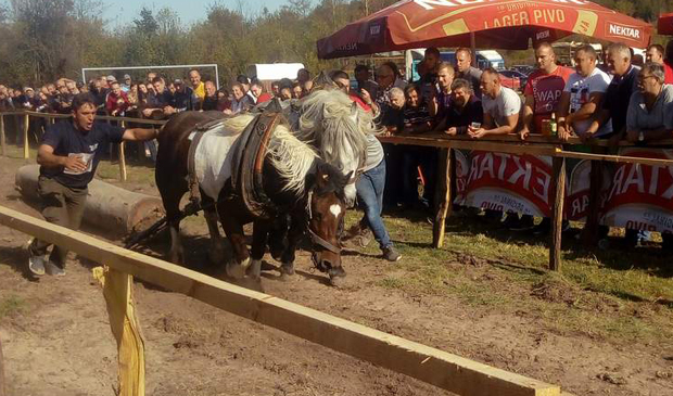 Такмичење коња у вучи балвана: Око 2.000 посетилаца пратило надметање