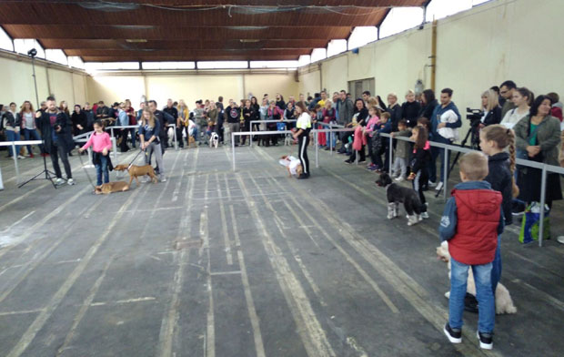 Изложба паса мешанаца: Удомљавање један од најлепших начина пружања љубави напуштеним псима