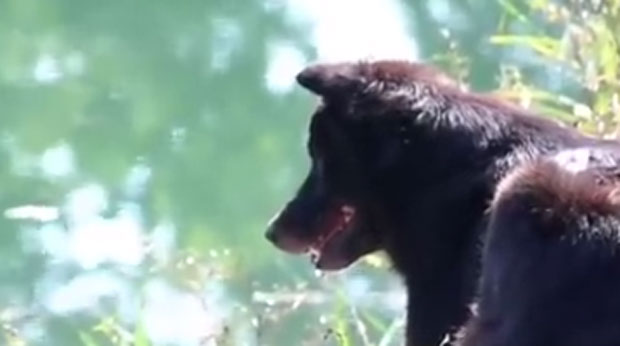 Снимак оданог пса слама срце: Гледа у воду као да ће газда изронити сваког часа (ВИДЕО)