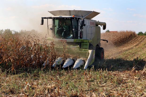 Расту приноси житарица, али не користимо пун потенцијал: Стручњак открива како могу бити 20 одсто већи  