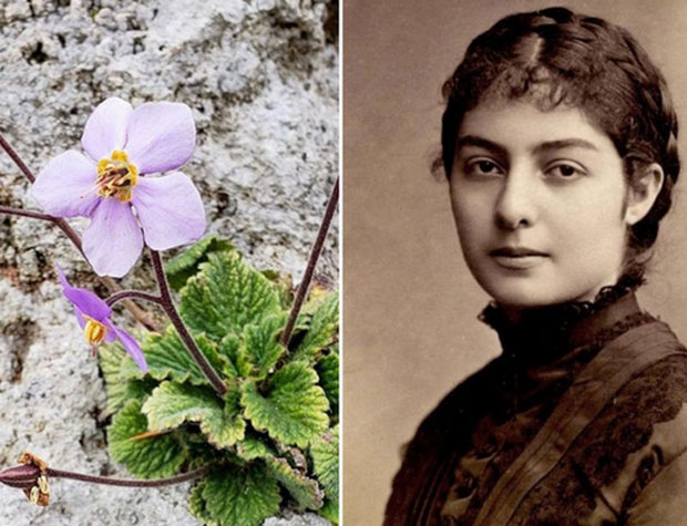 Цвет који устаје из мртвих и расте стазама српске војске: Симбол оних који су дали живот за слободу 