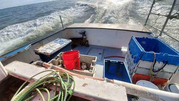 Отишли да хватају јастоге, а упецали - јелена (ФОТО)