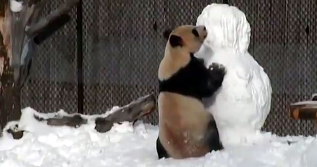 Снимак преслатке разигране панде изазвао луде коментаре (ВИДЕО)