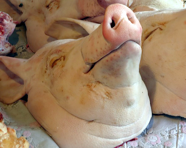 На трему набијена свињска глава: Језив призор испред Иванине куће коју је дечко пржио пеглом