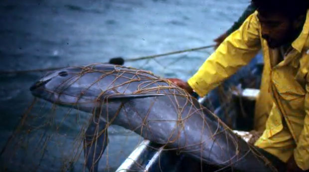 Један грам “морског кокаина” кошта више од злата: Мафија пустоши дубине у потрази за митским леком (ВИДЕО)