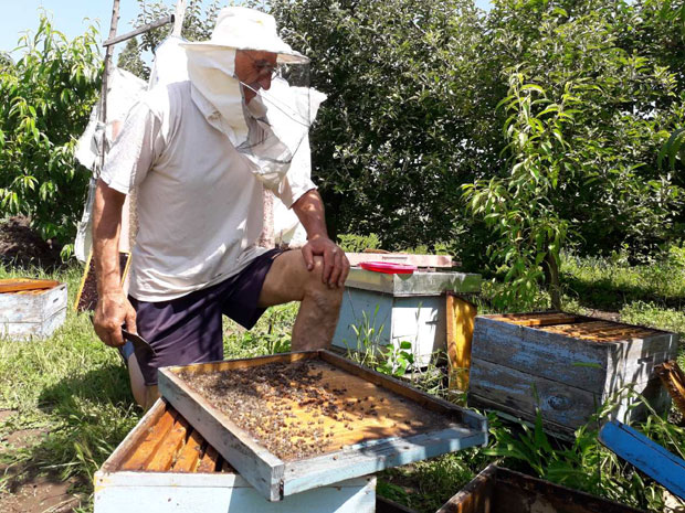 Пестицидом забрањеним пре седам година изазвали помор пчела!