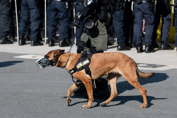 Пси растргли војника: По телу имао велики број уједа