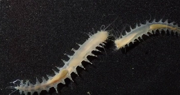 Ово је најгласнија животиња мора: Црв ствара већу буку од авиона (ВИДЕО)