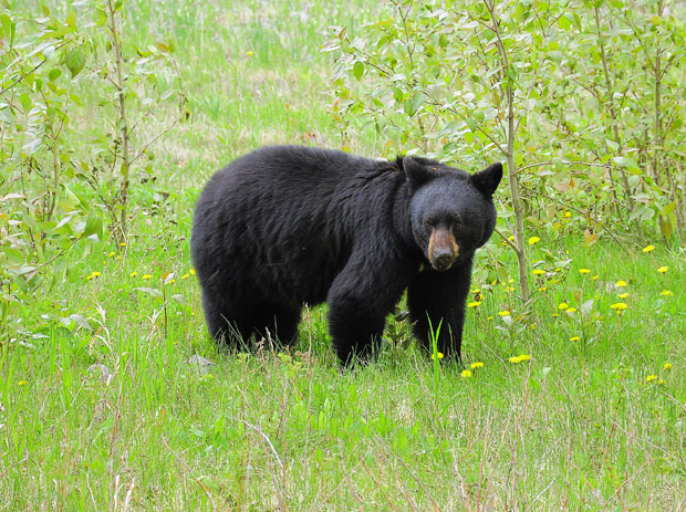 Хапшење криволоваца: Убили медведа