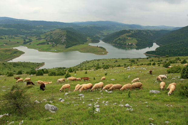 Медвед појео 40 оваца, мештани се плаше за своју децу, не излазе без преке потребе: Паника око Увца