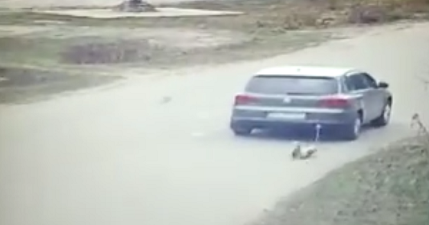 Политичар завезао пса за ауто и вукао га путем:  Животиња имала потпуно згуљене шапе и многе ране по телу (ВИДЕО)