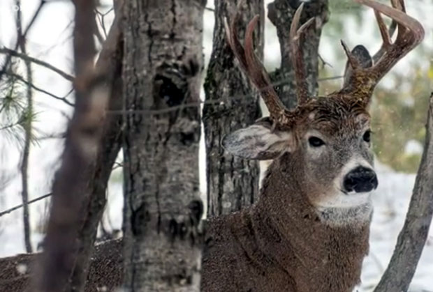 Фотографија која је запалила интернет: Снимљен јелен са три рога (ВИДЕО)
