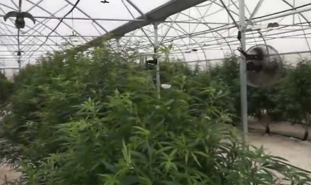 Заплењено четири и по тоне марихуане: Велика акција полиције код Старе Пазове (ВИДЕО)