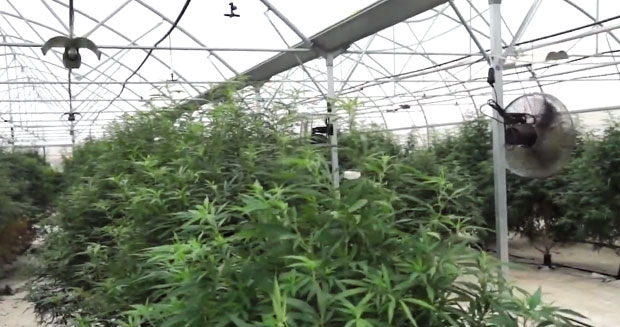 У рутинској контроли су зауставили бели ауди А8, а онда је уследио шок: Због фалсификоване легитимације МУП и блинкера дошли до четири тоне марихуане! (ВИДЕО)